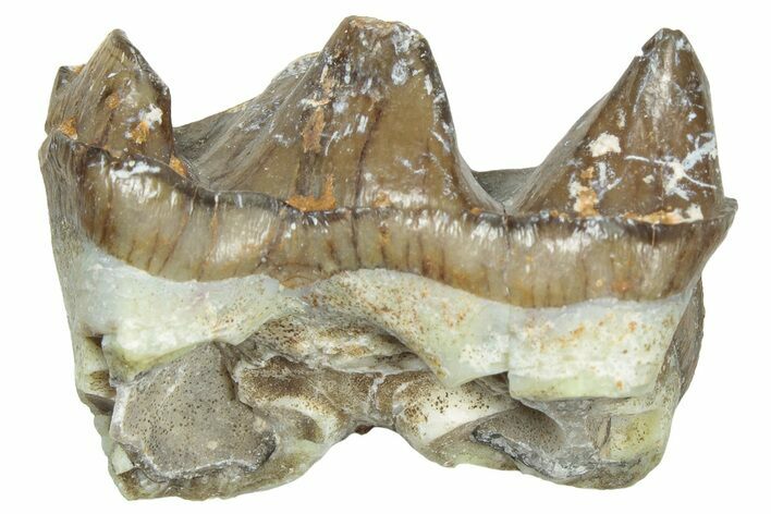 Fossil Running Rhino (Hyracodon) Tooth - South Dakota #300380